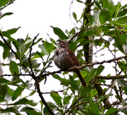 28th May 2019 - Song Sparrow in Song