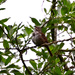 Song Sparrow in Song by stephomy