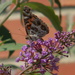Butterfly on Flower Closeup by sfeldphotos