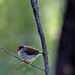 Red browed finch by sugarmuser