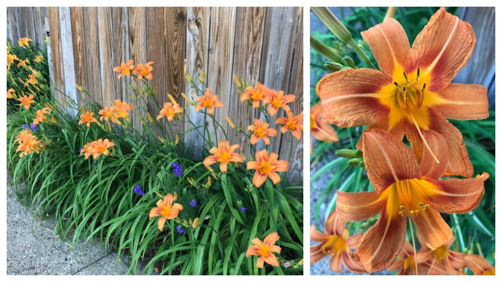 Quite a Day for Day Lilies by allie912