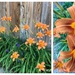 Quite a Day for Day Lilies by allie912