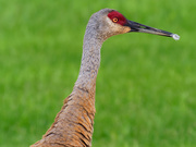 28th May 2019 - sandhill crane head