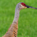 sandhill crane head by rminer