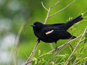 28th May 2019 - Red-winged Blackbird profile