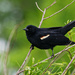 Red-winged Blackbird profile by rminer