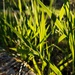 Green Grass by waltzingmarie