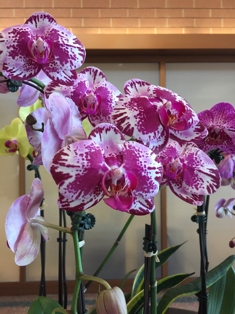Orchids  by kchuk