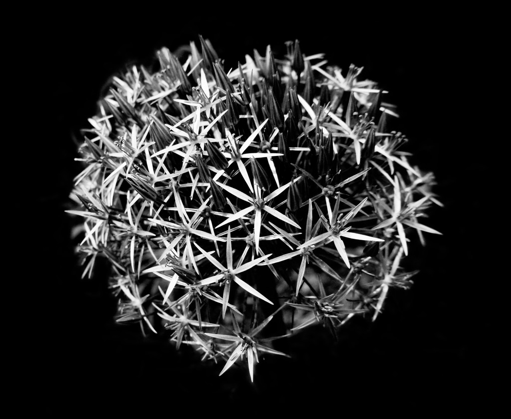 Allium B&W by 4rky