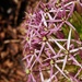 Allium close up by 4rky