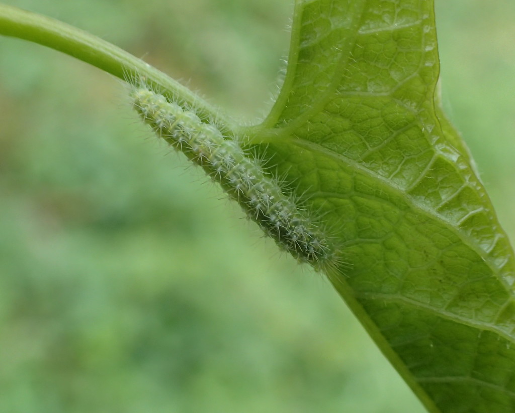 Tiny Caterpillar by cjwhite