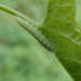 Tiny Caterpillar by cjwhite