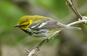21st May 2019 - Black-throated Green Warbler