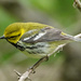 Black-throated Green Warbler by annepann