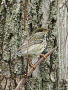23rd May 2019 - Blackpoll Warbler
