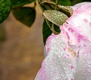 29th May 2019 - A dewy Rose