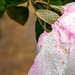 A dewy Rose by ludwigsdiana