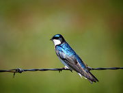 27th May 2019 - Swallow in his Blue Coat