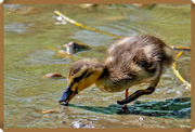 29th May 2019 - Duckling