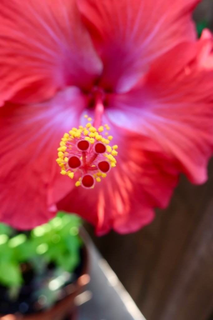 Show stopping Hibiscus by louannwarren