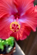 29th May 2019 - Show stopping Hibiscus