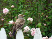29th May 2019 - Female Northern Flicker