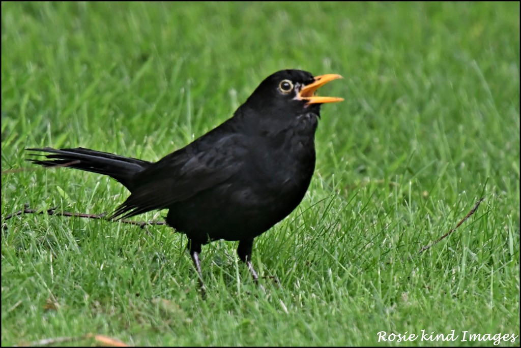 Singing blackbird by rosiekind