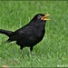 Singing blackbird by rosiekind