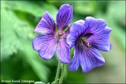 29th May 2019 - A type of geranium