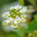 little flowers by jernst1779