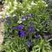Buying for a Weekend Planting  by elainepenney