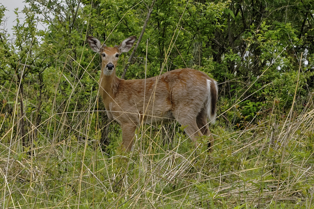 White-tailed deer by rminer