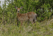 29th May 2019 - White-tailed deer