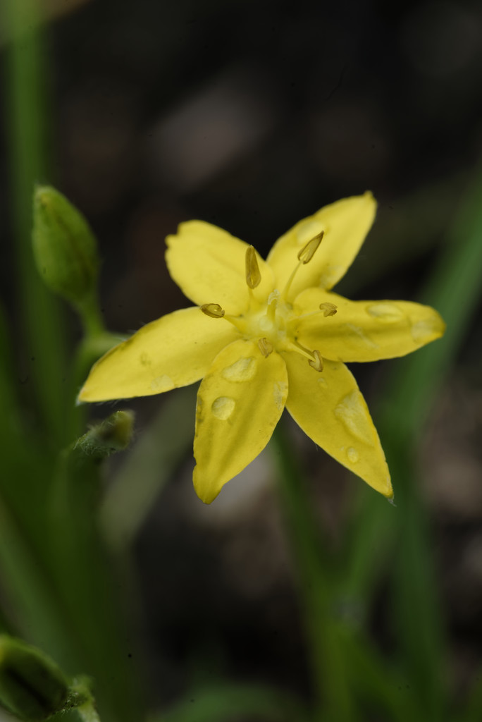 yellow star grass macro by rminer