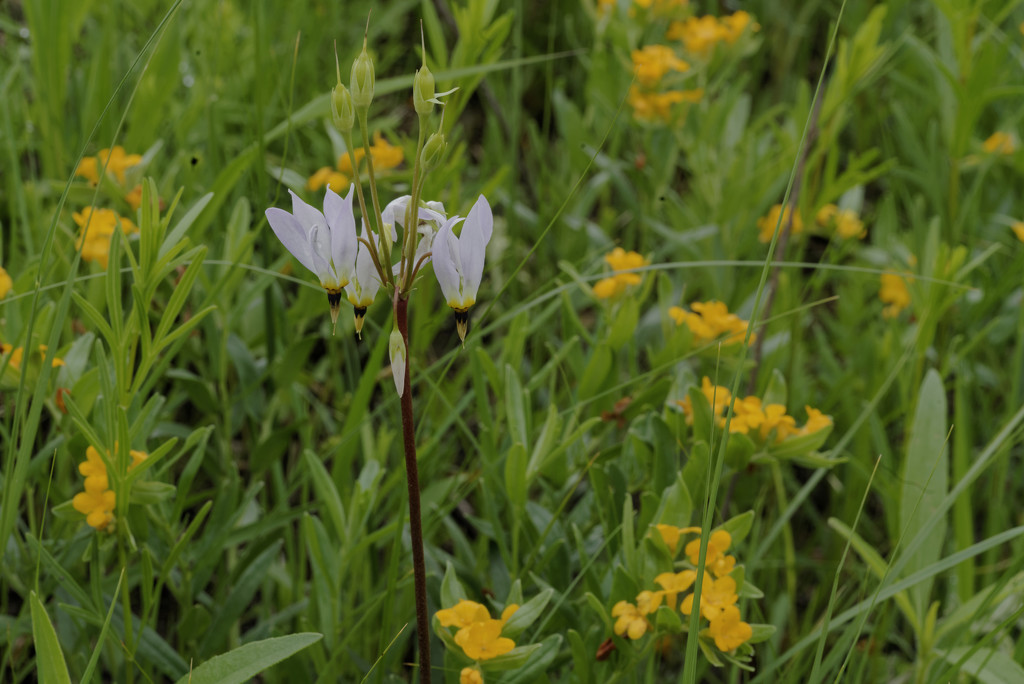 shooting star and Hoary Puccoon_365 by rminer