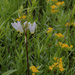 shooting star and Hoary Puccoon_365 by rminer