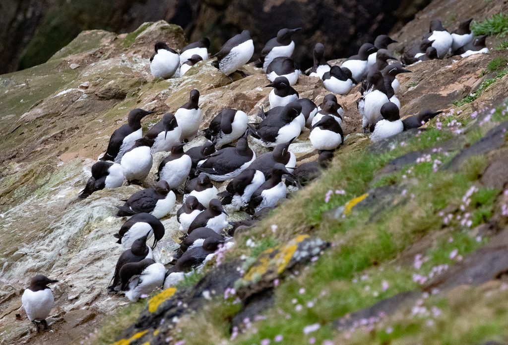 Guillemots by lifeat60degrees