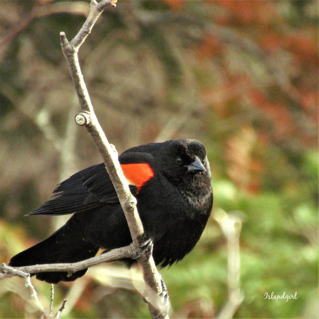Red Winged Blackbird  by radiogirl
