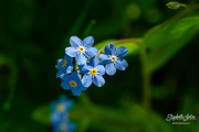 29th May 2019 - Forget-me-nots