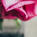 rosy half by pistache