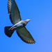 Pigeon wings by sugarmuser