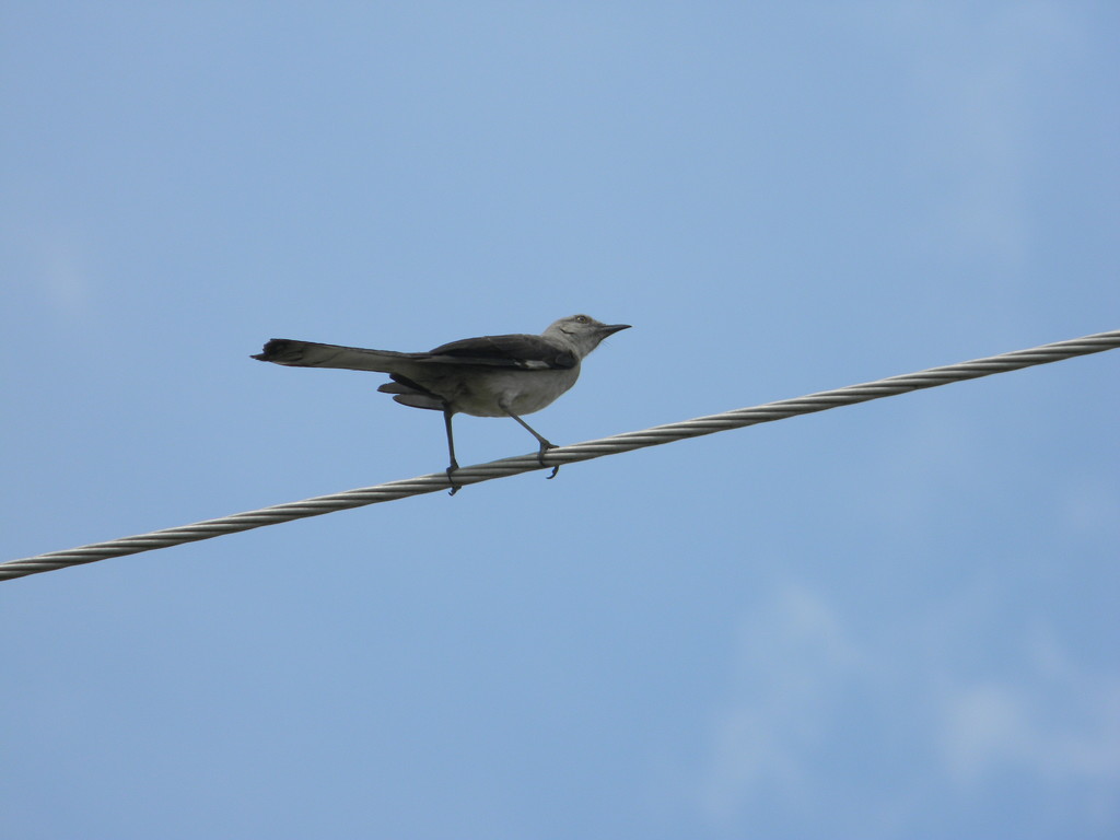 Bird on Wire  by sfeldphotos