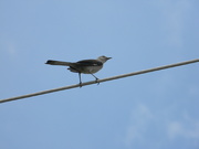 29th May 2019 - Bird on Wire 