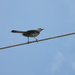 Bird on Wire  by sfeldphotos