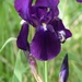 Iris by sandlily