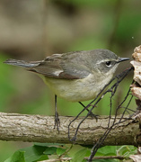 27th May 2019 - Black-throated Blue Warbler