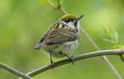 28th May 2019 - Chestnut-sided Warbler