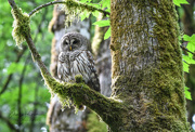 29th May 2019 - ~Barred Owl~