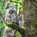 ~Barred Owl~ by crowfan
