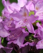 20th May 2019 - May20: Rhododendron